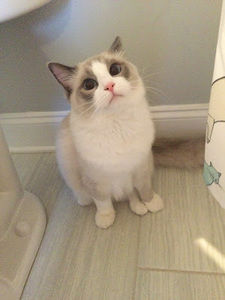 Meet your Posher, Camden